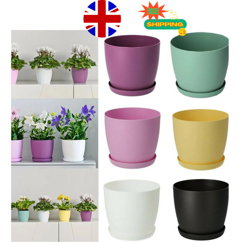 Plant pots flower - plant, planter