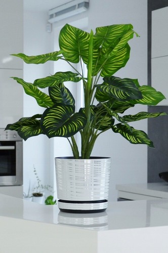 White plastic flower plant - plastic, pot