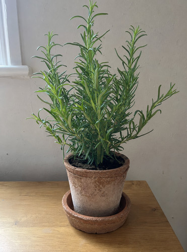 Antique aged terracotta plant - antique,