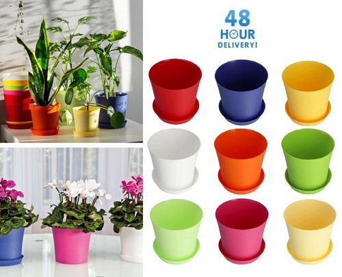 Plant flower pot - flower,