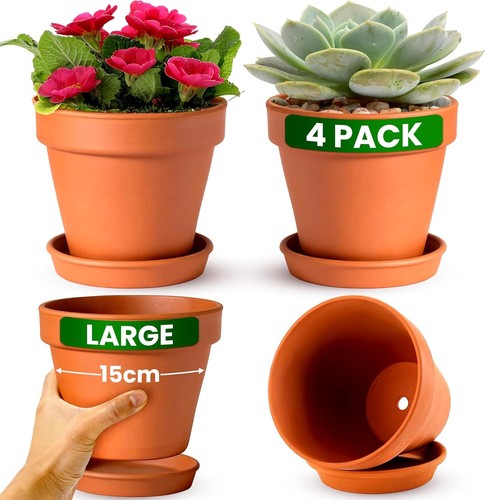 Terracotta plant pots with - terracotta,
